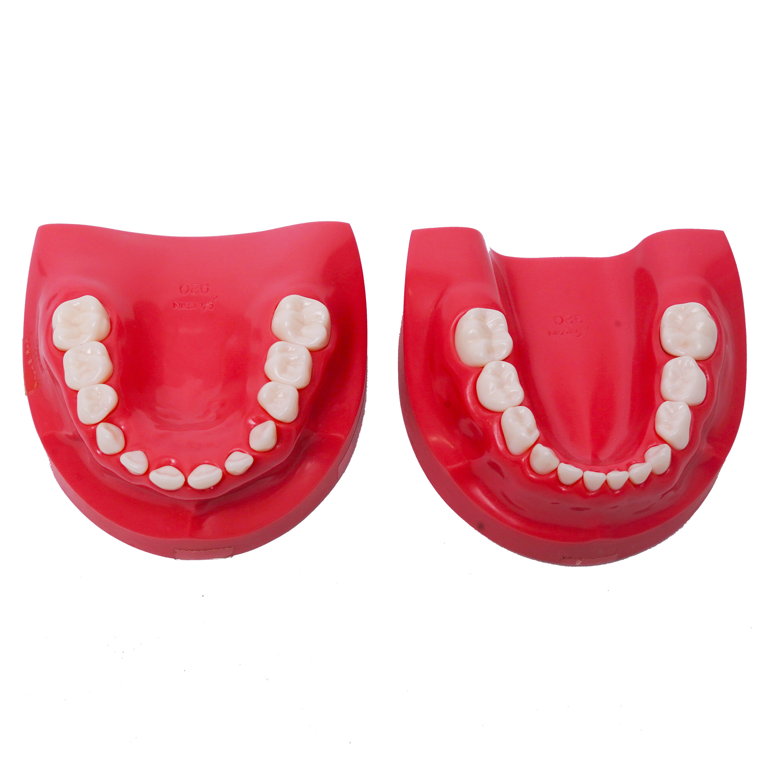 Nirmala Dental Dental Model